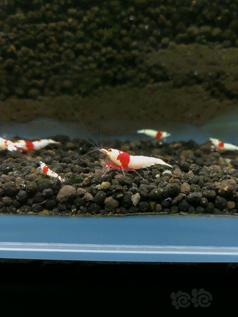 【虾】2017-09-16#RMB拍卖红白水晶虾4只-图4
