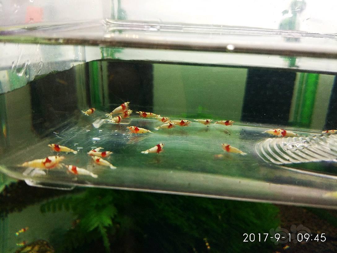【出售】哈尔滨-安德烈水晶虾，泡泡水族出售第三贴，红白，黑金刚，酒红都有-图2