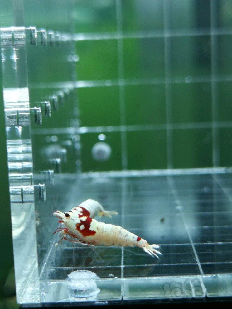 【虾】2017-09-18#RMB拍卖红白水晶虾4只-图2