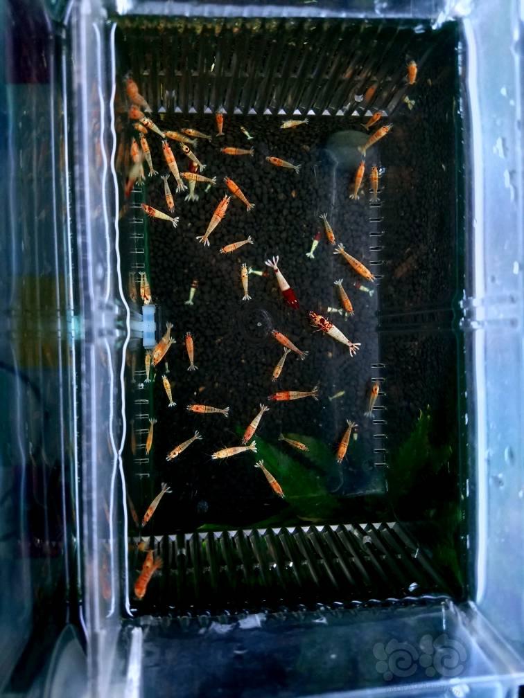 【虾】2017-9-3#RMB拍卖酒红拼头洞头出的金虾62只-图2