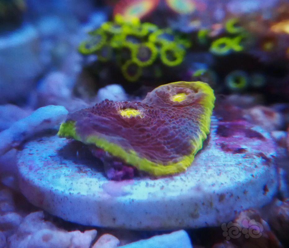 小生物  珊瑚-图6