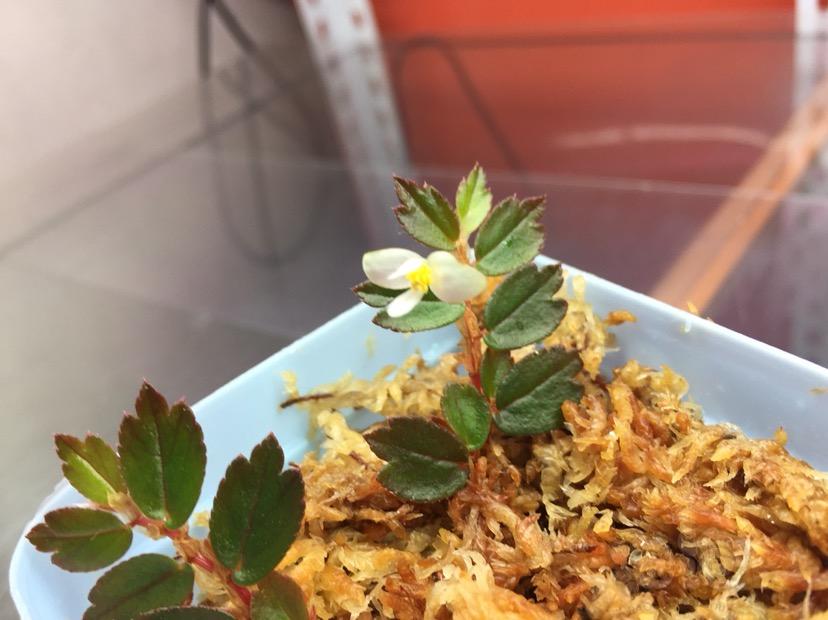 Begonia sp foliosa秋海棠-图1