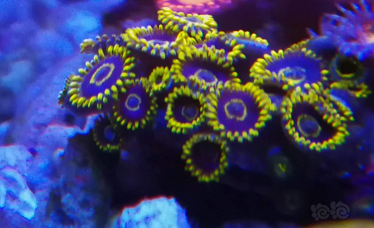 小生物  珊瑚-图5
