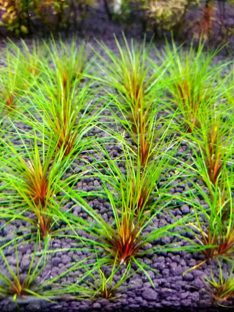 【出售】出红箦藻。吐血谷精。茨城谷精-图3