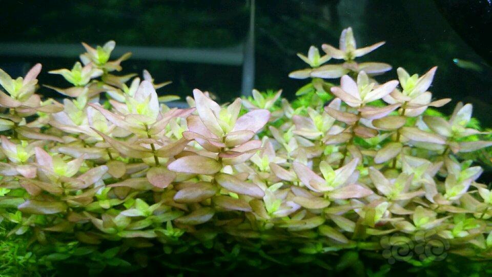 出售出粉虎耳60迷你红蝴蝶80紫三角8