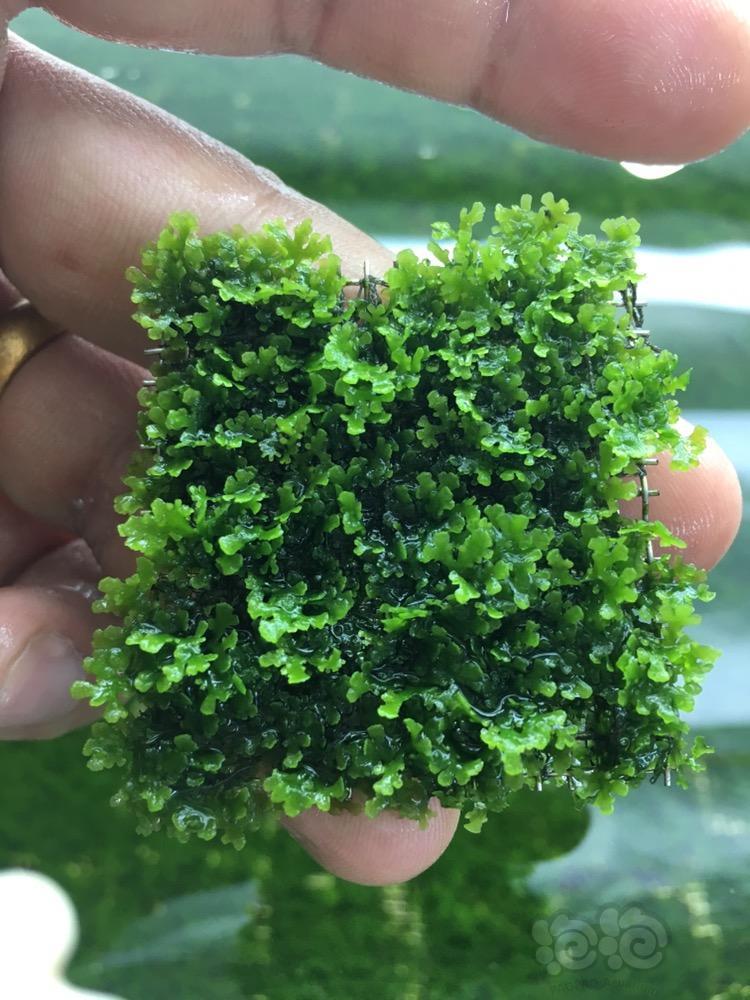 【出售】800片珊瑚莫斯大量批发,珊瑚莫斯网片