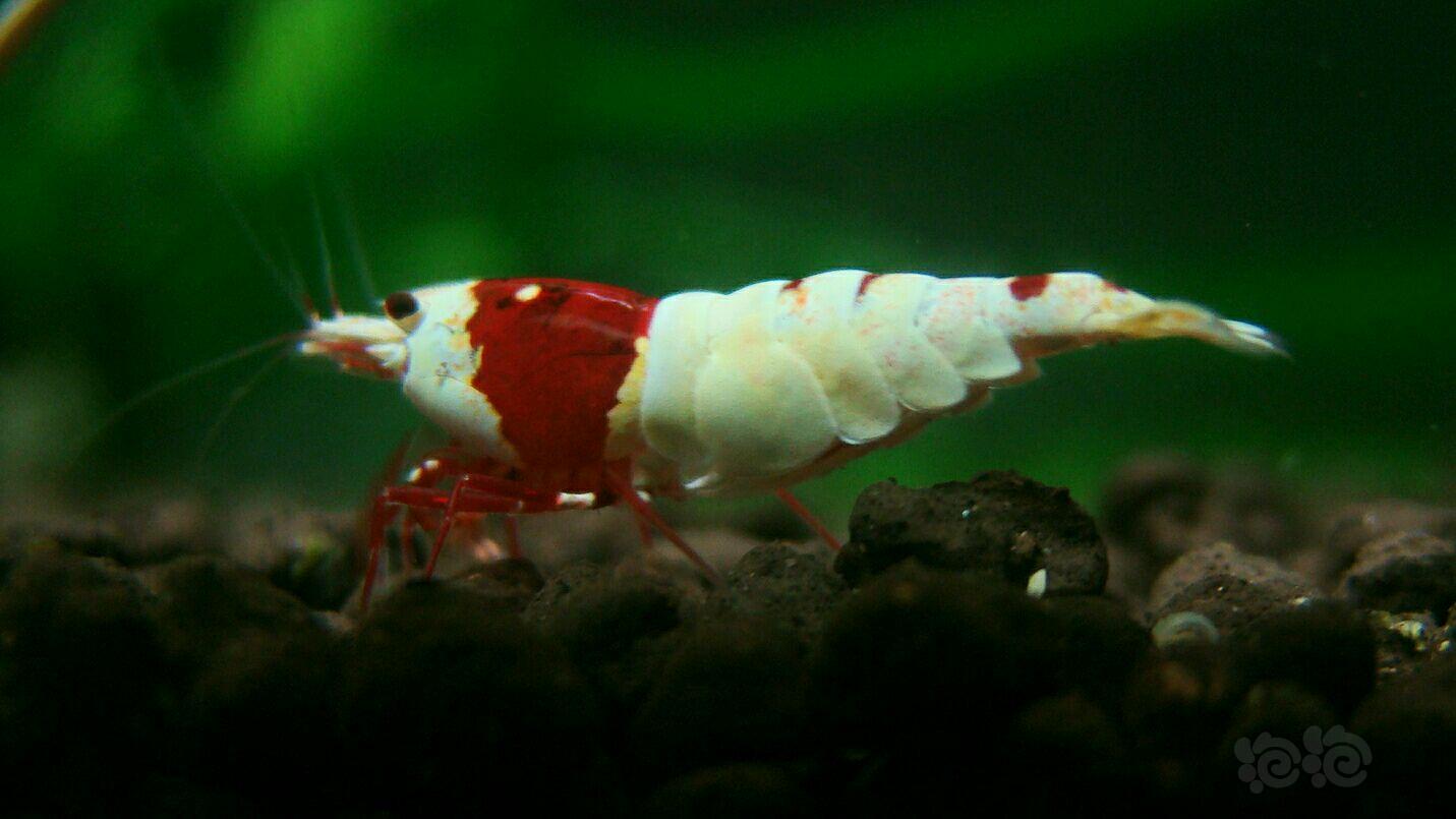红白，深红系列母虾-图2