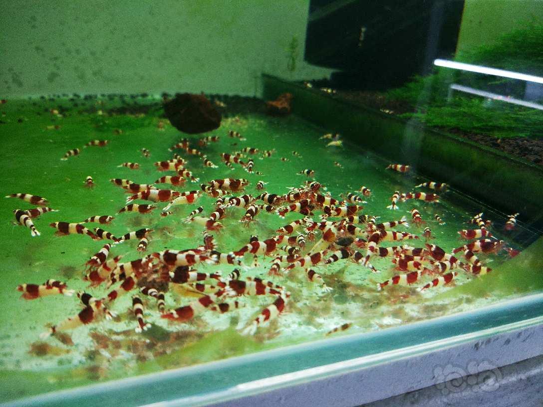 转水晶虾，繁殖的好季节到了-图6