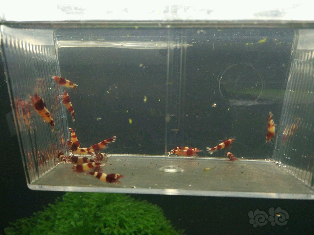 【虾】2017-10-17#RMB拍卖酒红公虾20只(禁丸和熊猫)-图1