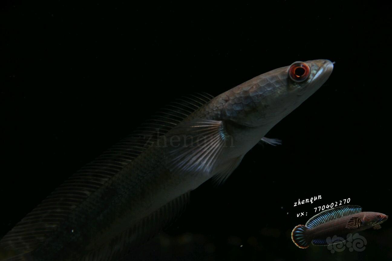 雷龙小小黑魔神期待长大