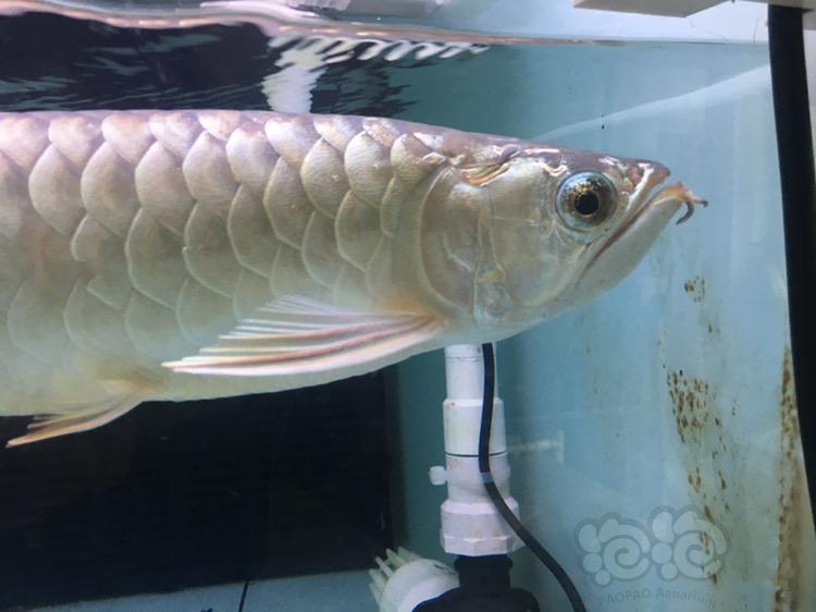 龙鱼金眼过背金龙