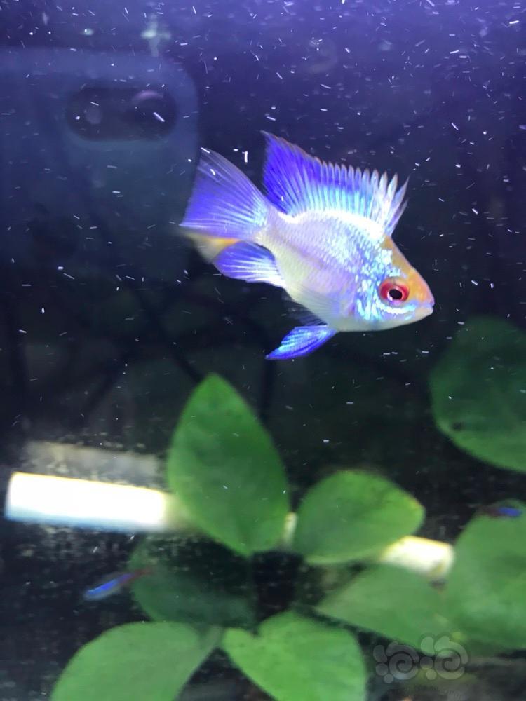 短鲷求问蓝波子的性别