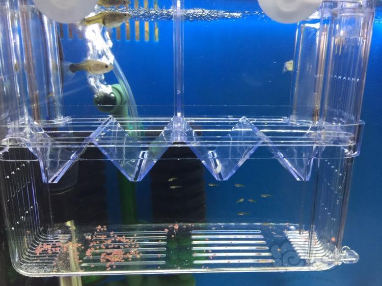 孔雀鱼 小鱼孵化了 泡泡水族