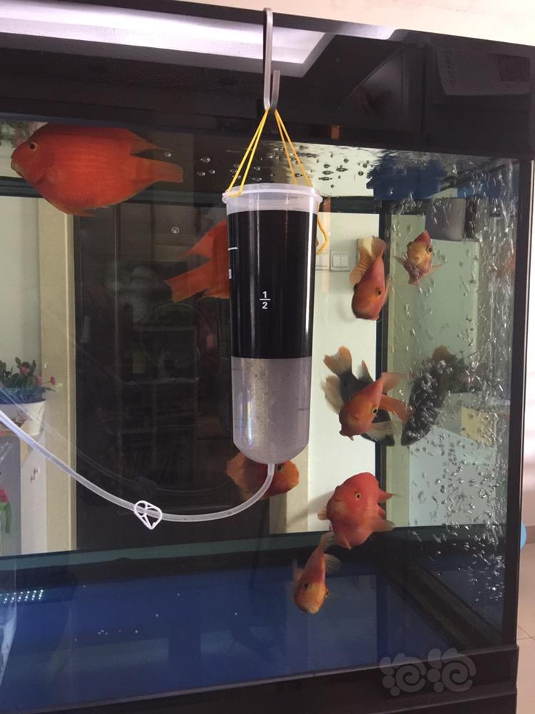 孔雀鱼 小鱼孵化了 泡泡水族