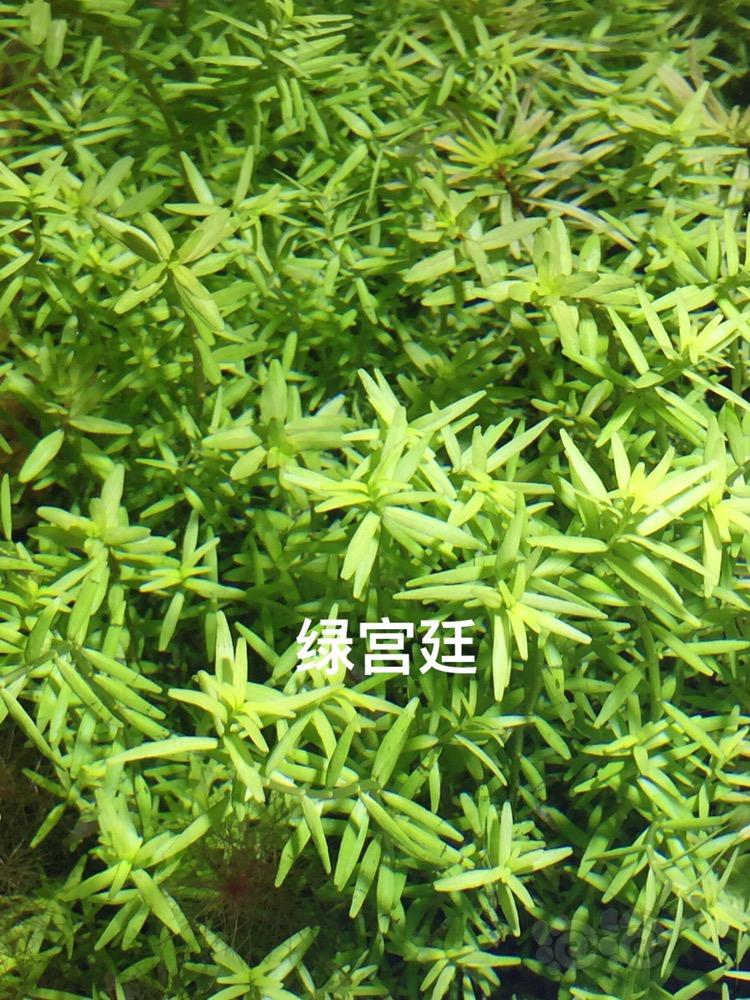 【出售】水草水草！！-图4