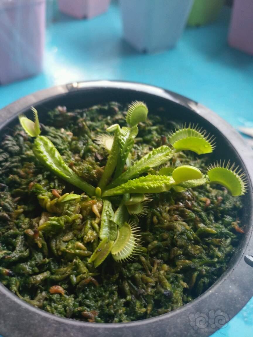 食虫捕蝇草流刺一颗