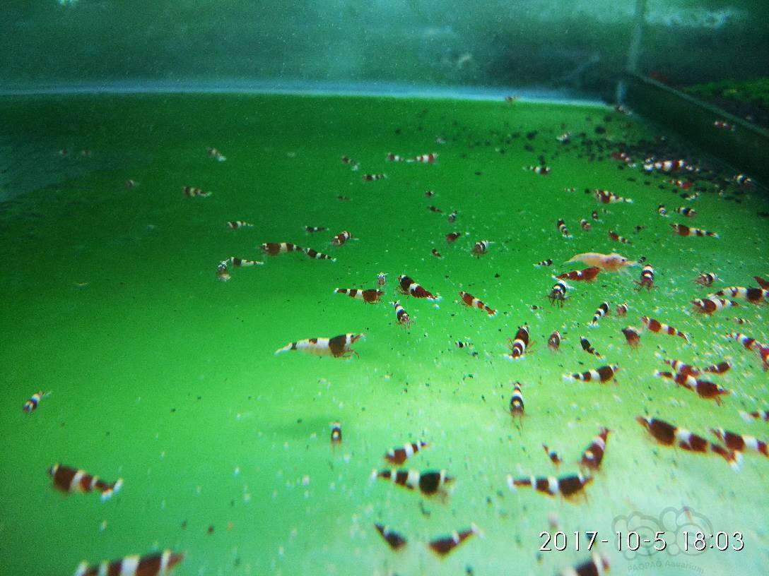 哈尔滨-安德烈水晶虾，节后第一贴-图4