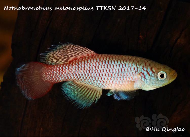 【其它】两种颇具特色的泰坦红圆尾（Nothobranchius melanospilus）-图1