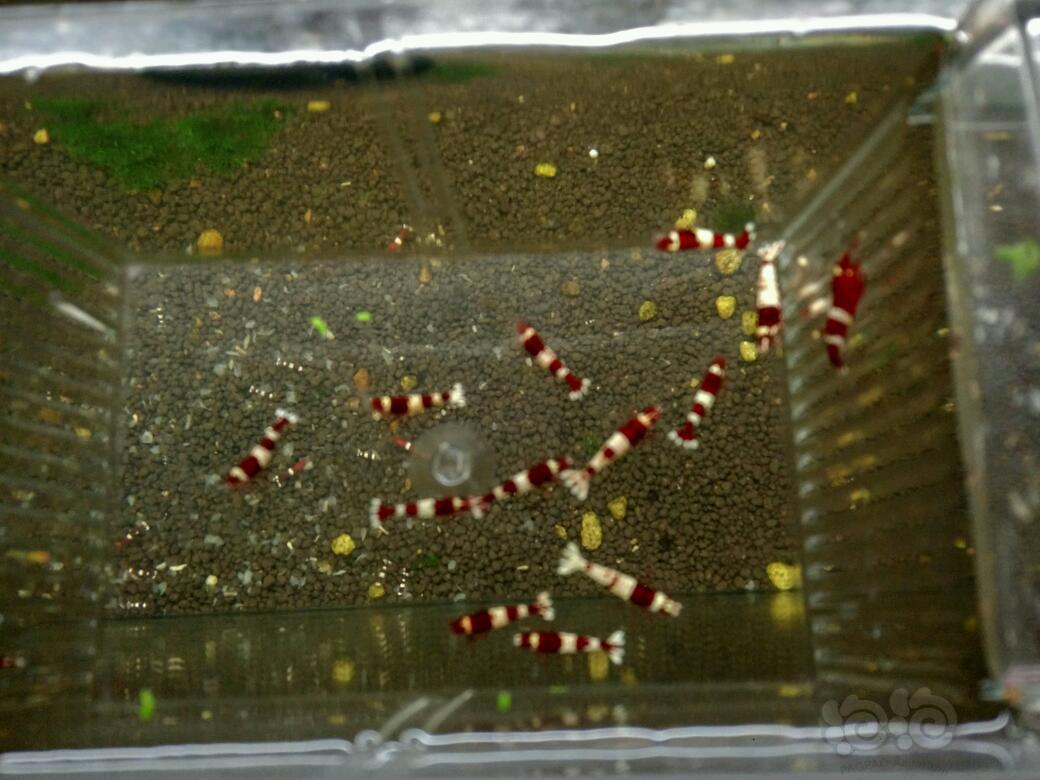 【虾】2017-10-22#RMB拍卖酒红公虾深红全红爪14只，一般公虾9只共23只公虾。-图2