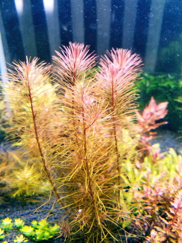 自家养的水下草 够开缸了 泡泡水族