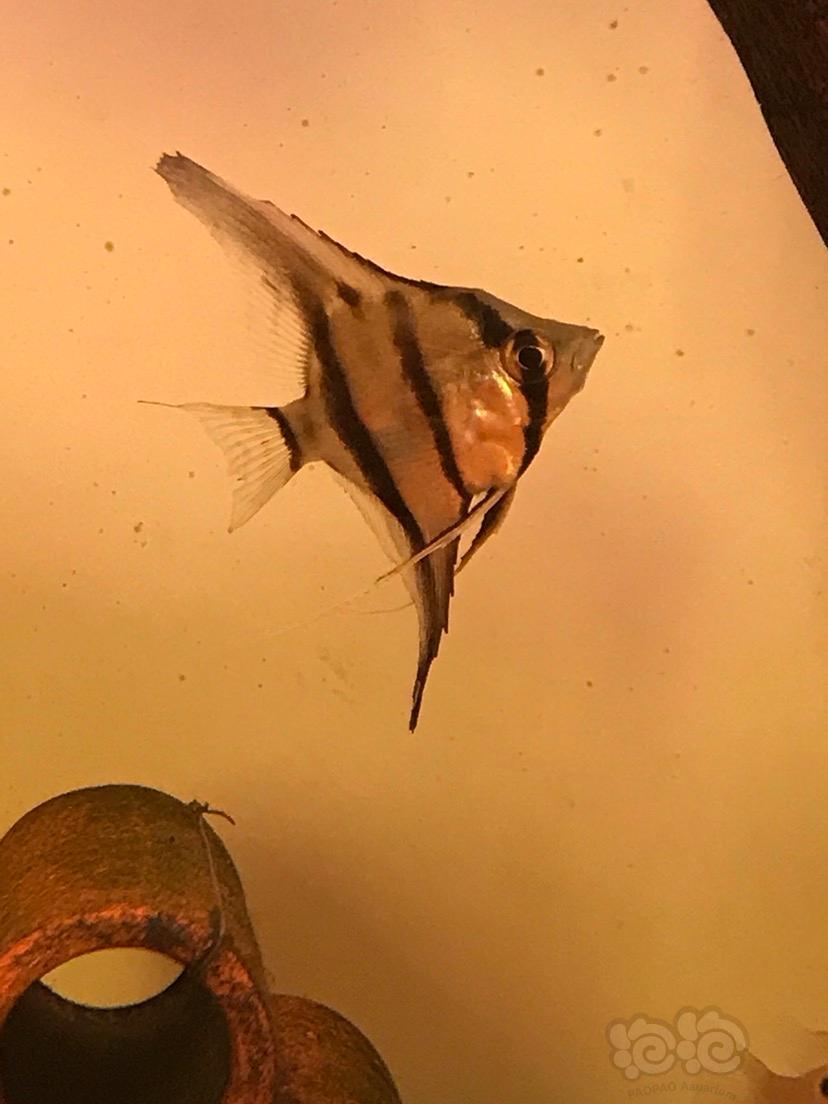 神仙鱼秘鲁神仙鱼有点夹尾