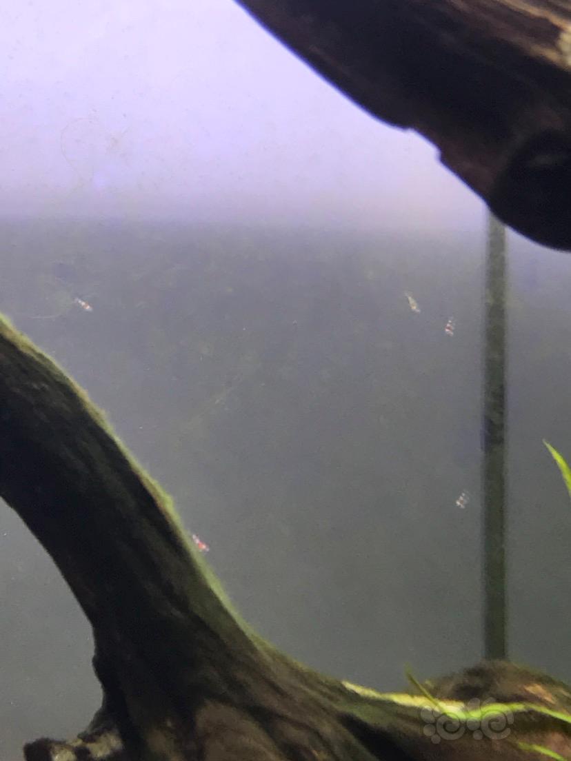 国庆节时出生的小虾