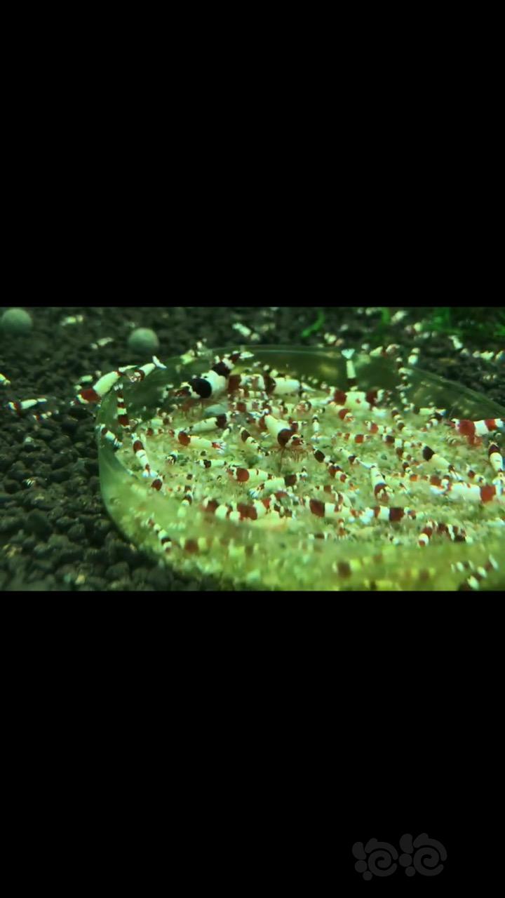【出售】清密度 出水晶虾 蓝化 酒红 红白水晶虾 -图3