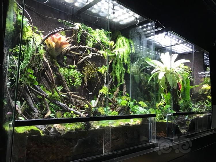 雨林1米雨林缸龙缸