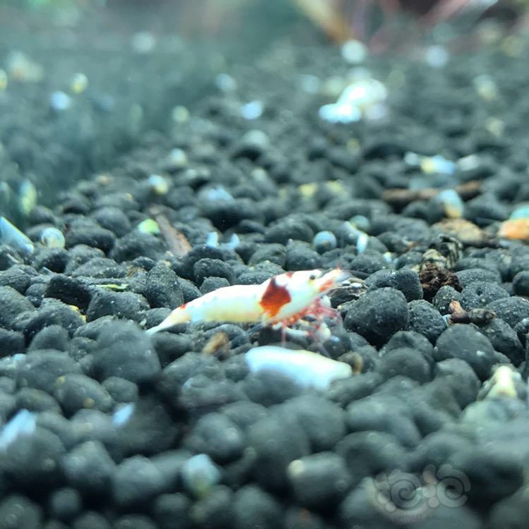 谢谢小马兄弟的种虾