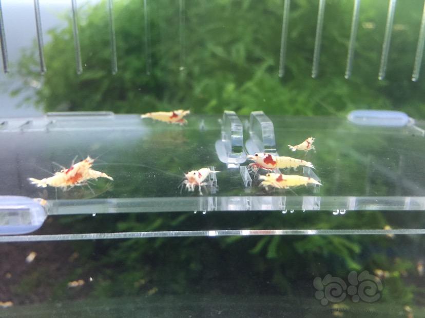 【虾】2017-10-10#RMB拍卖红白水晶虾10只-图4