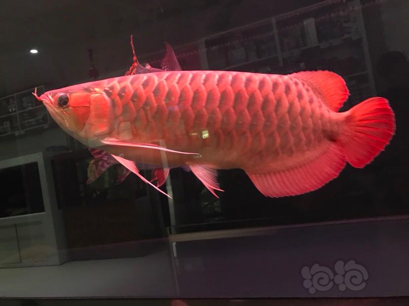 【龙鱼】红西龙大龙鱼-图6