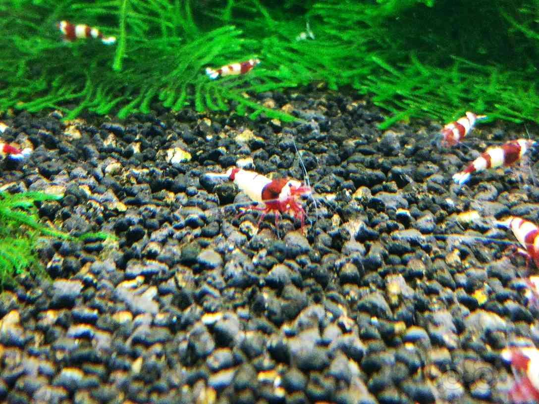 红脚,母虾抱卵