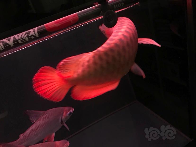 【龙鱼】红西龙大龙鱼-图3