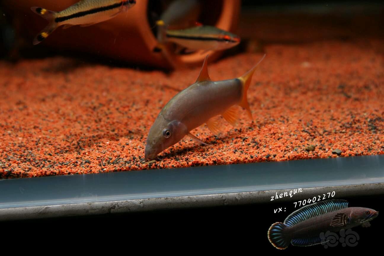 红尾蓝海豚鼠鱼图片