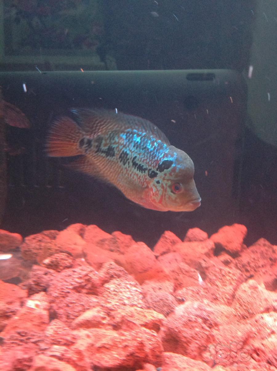 罗汉鱼新入的罗汉大苗帮忙给看看怎么样
