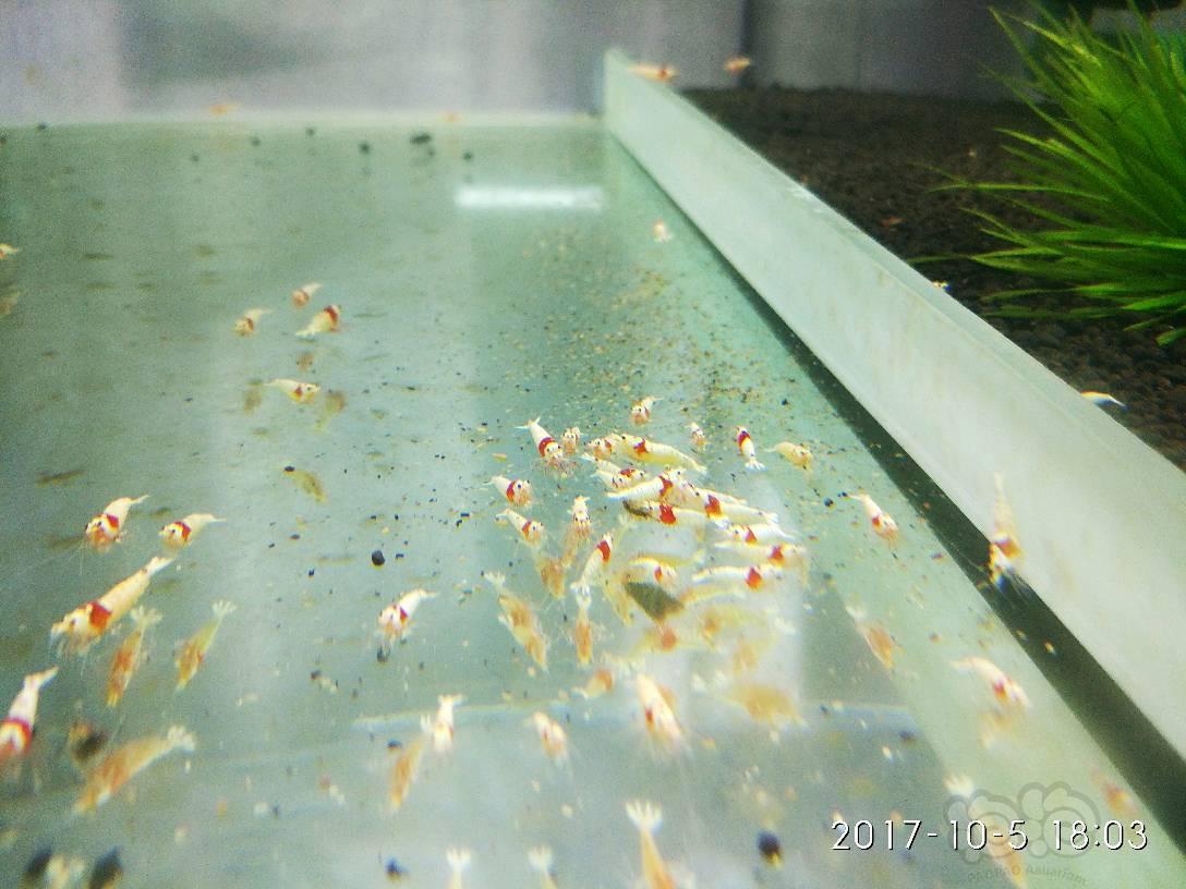 哈尔滨-安德烈水晶虾，节后第一贴-图6