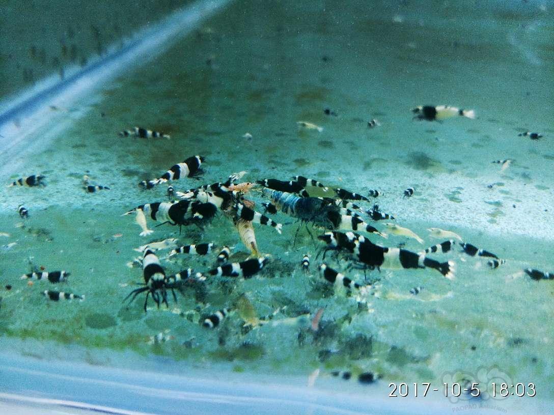 转水晶虾，繁殖的好季节到了-图5