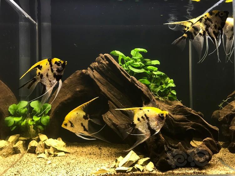45缸与30缸沉木景
