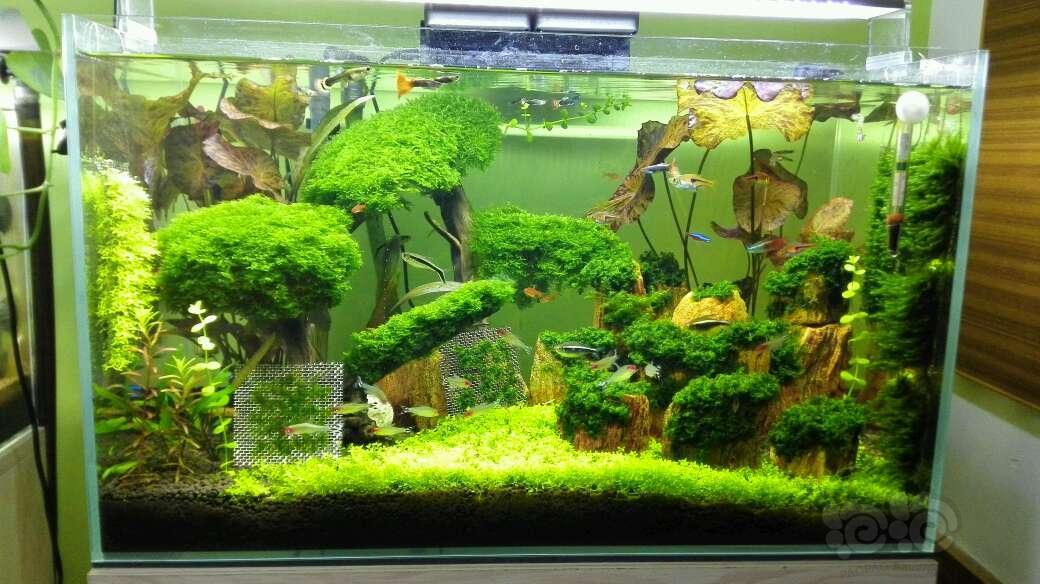 虾缸爆丝藻怎么破