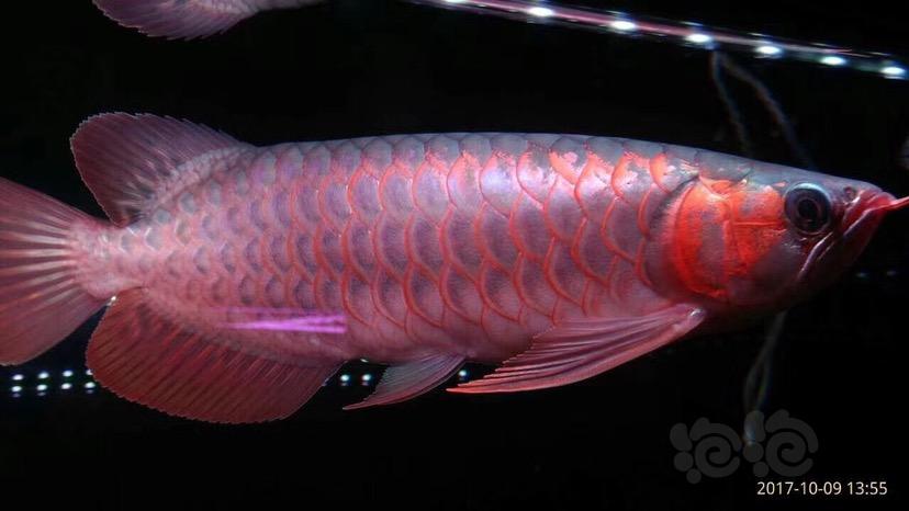 【龙鱼】印尼超血红龙-图2