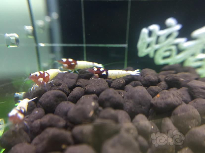 【虾】2017-10-10#RMB拍卖姘头水晶虾10只-图1