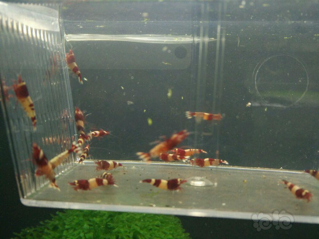 【虾】2017-10-17#RMB拍卖酒红公虾20只(禁丸和熊猫)-图2