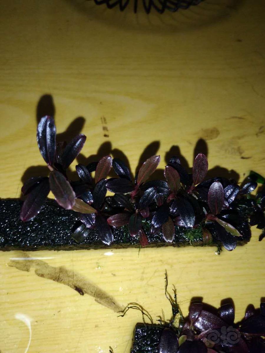 刷丝藻晒辣椒-图2