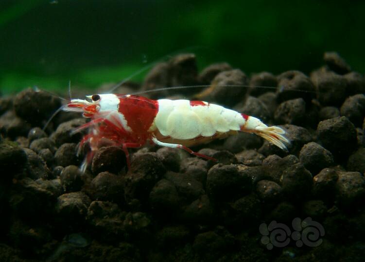 红白  深红系母虾(二)-图1