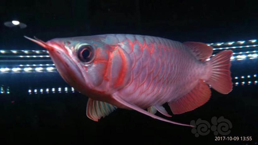 【龙鱼】印尼超血红龙-图1
