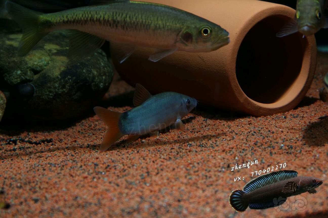红尾蓝海豚鼠鱼图片