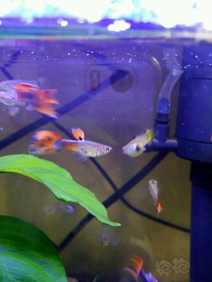 孔雀鱼大家鉴定下是孔雀还是食蚊鱼