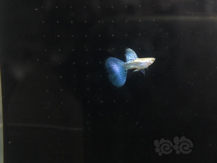 【孔雀鱼】新买的蓝草漂亮-图2