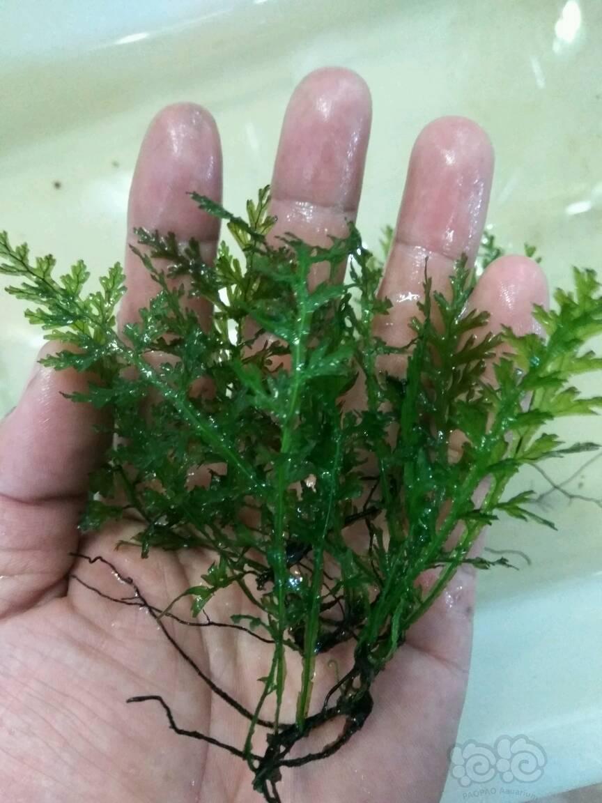 出售替朋友出果露蕨