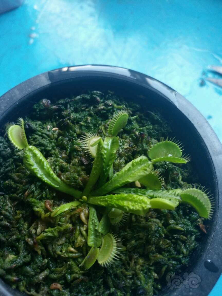 食虫捕蝇草流刺一颗